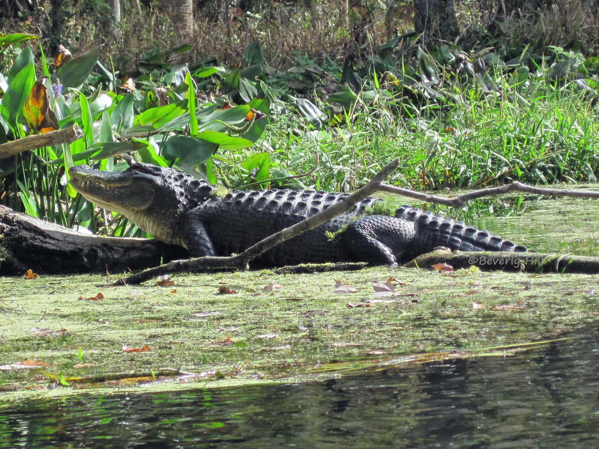 Ennærbillede Af En Alligator.