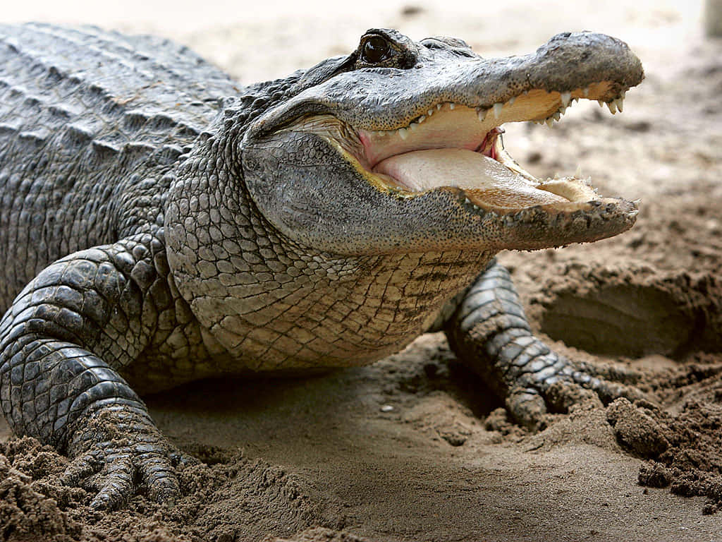 Einamerikanischer Alligator, Der Die Frische Luft An Einem Schönen Sonnigen Tag Genießt.