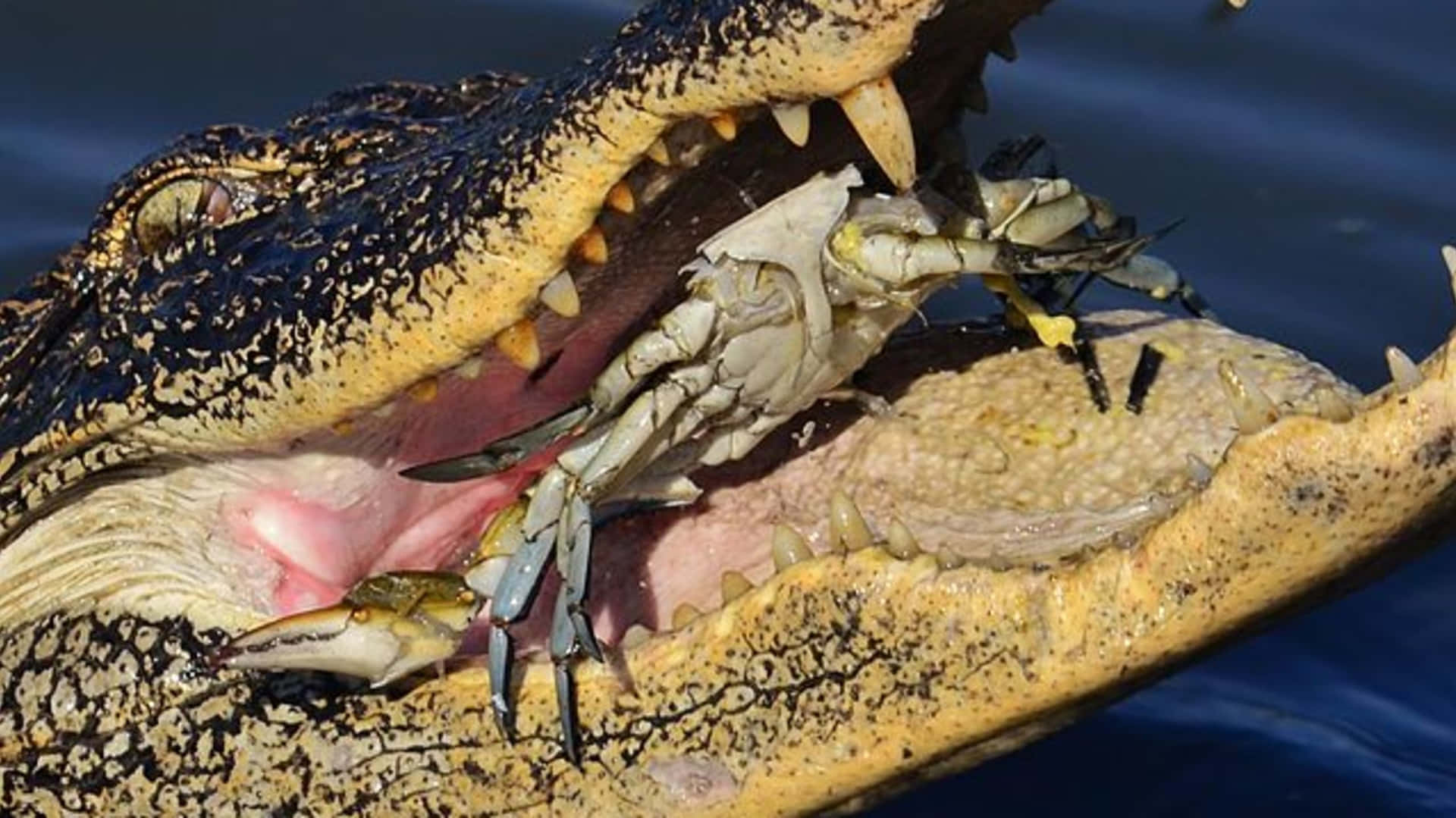 Alligatorgenießt Einen Tag In Der Sonne