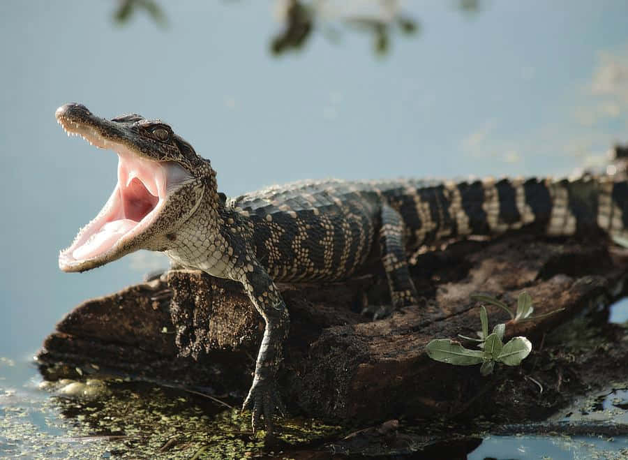 Dyrelivi Naturen - En Alligator, Der Solbader.