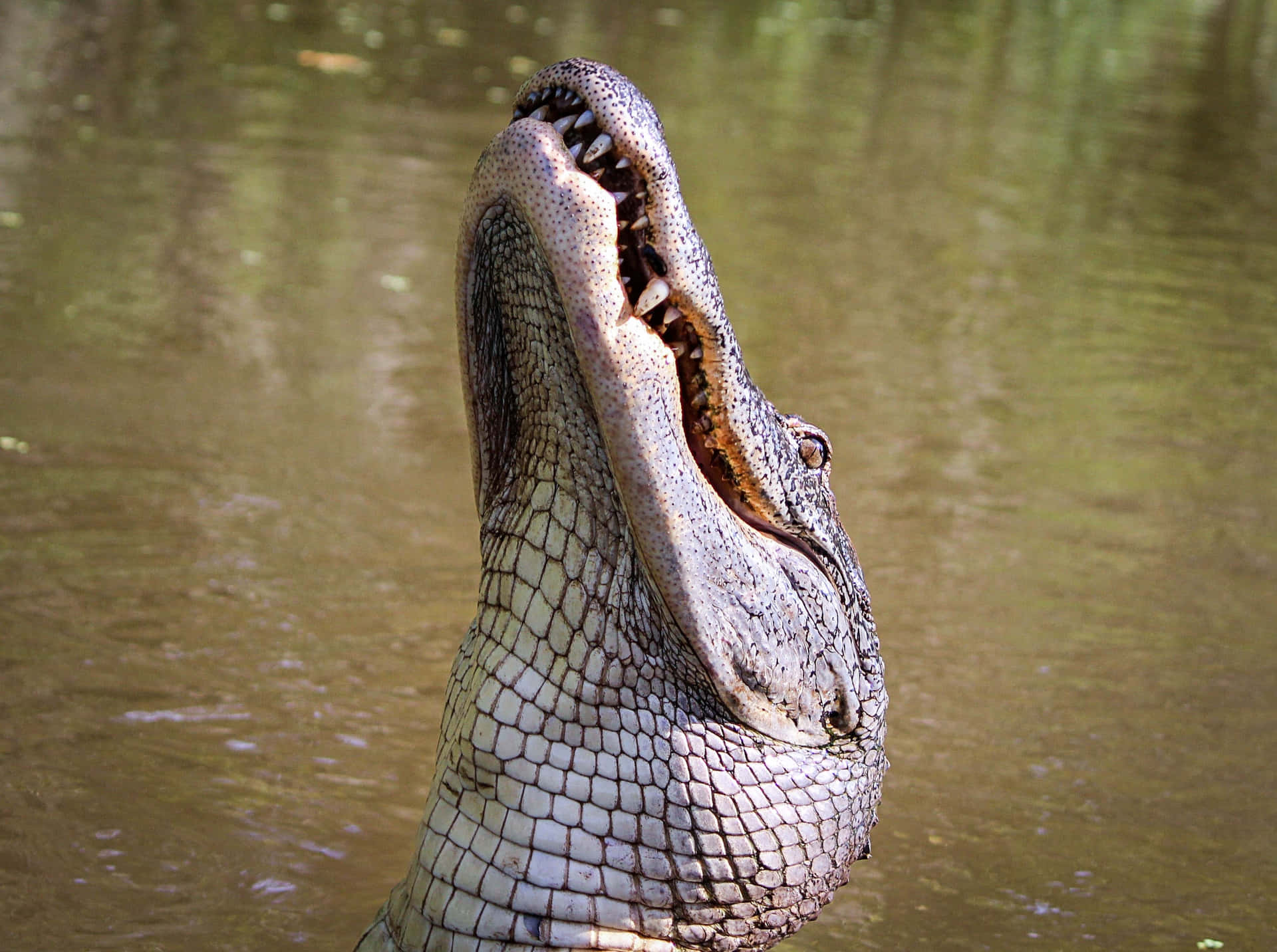 Alligatorsom Slappnar Av I Floden.