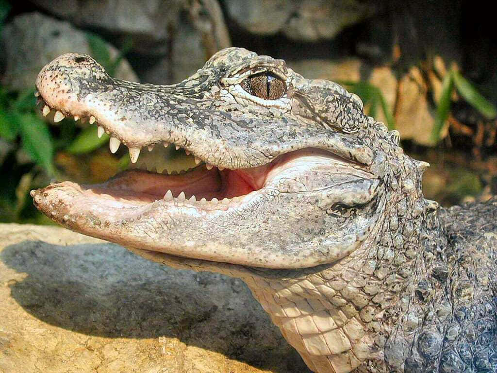 Ettæt Billede Af En Vred Alligator.