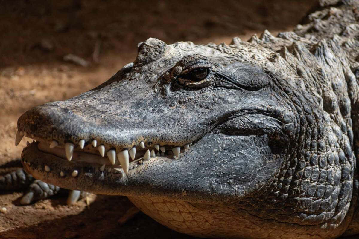 Alligatorsilhouetted Mot En Rosa Solnedgång