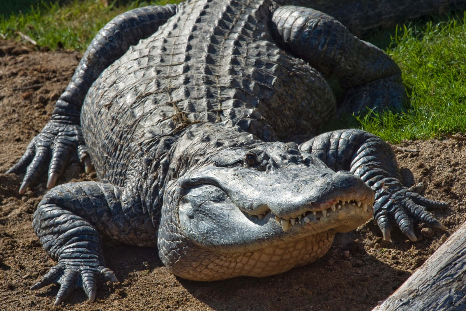 Ennyfiken Alligator Utforskar Sin Naturliga Livsmiljö.