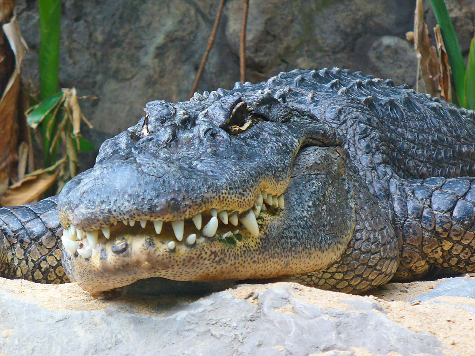 An Alligator basking in the sun