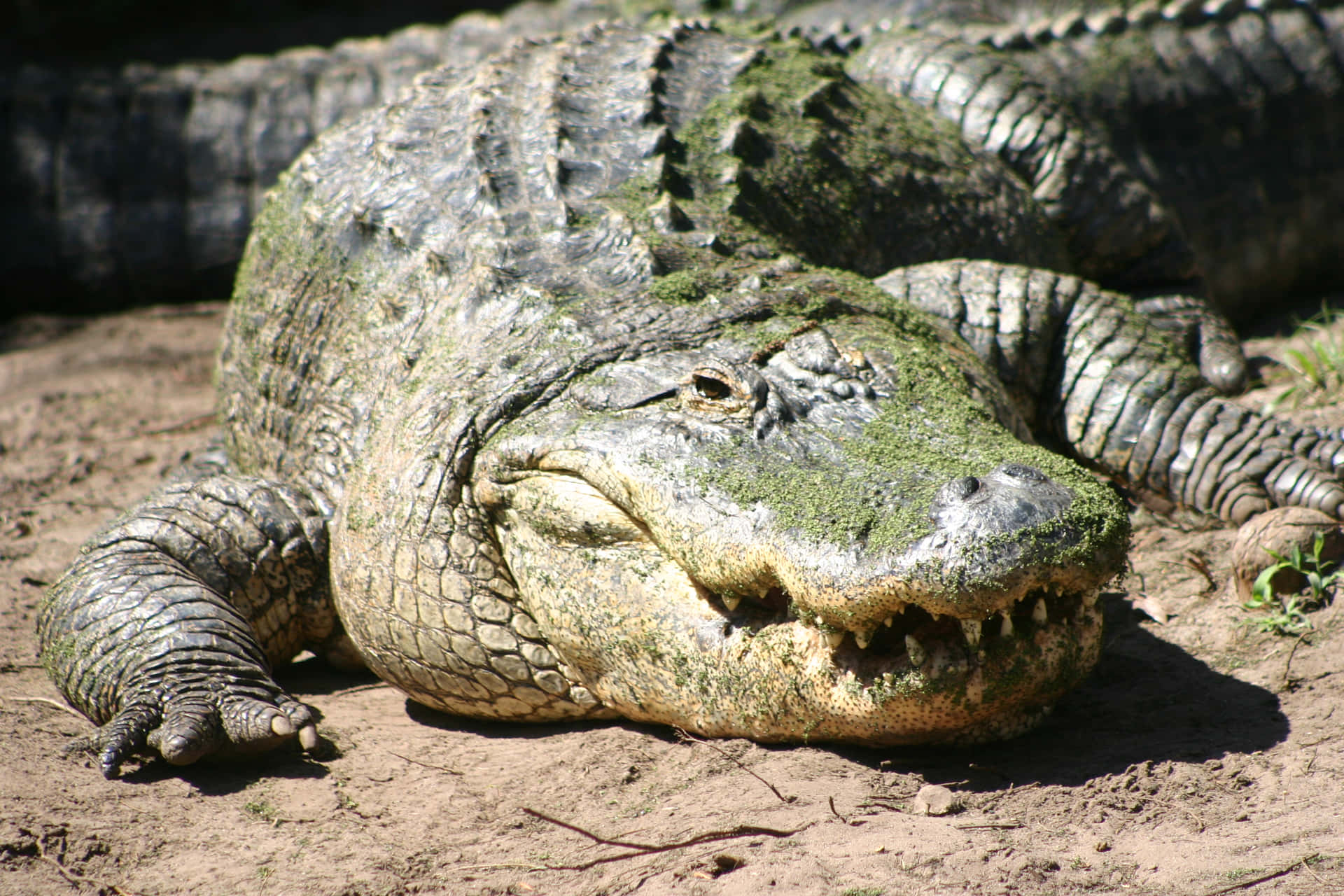 Bilden Alligator Simmar I En Vattenkropp.