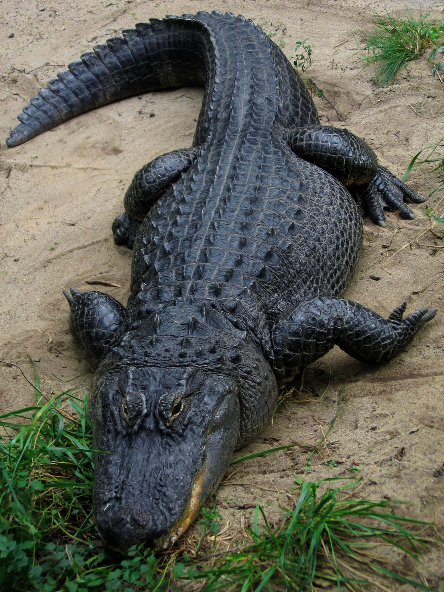 Einalligator Schwimmt Durch Sumpfiges Wasser.
