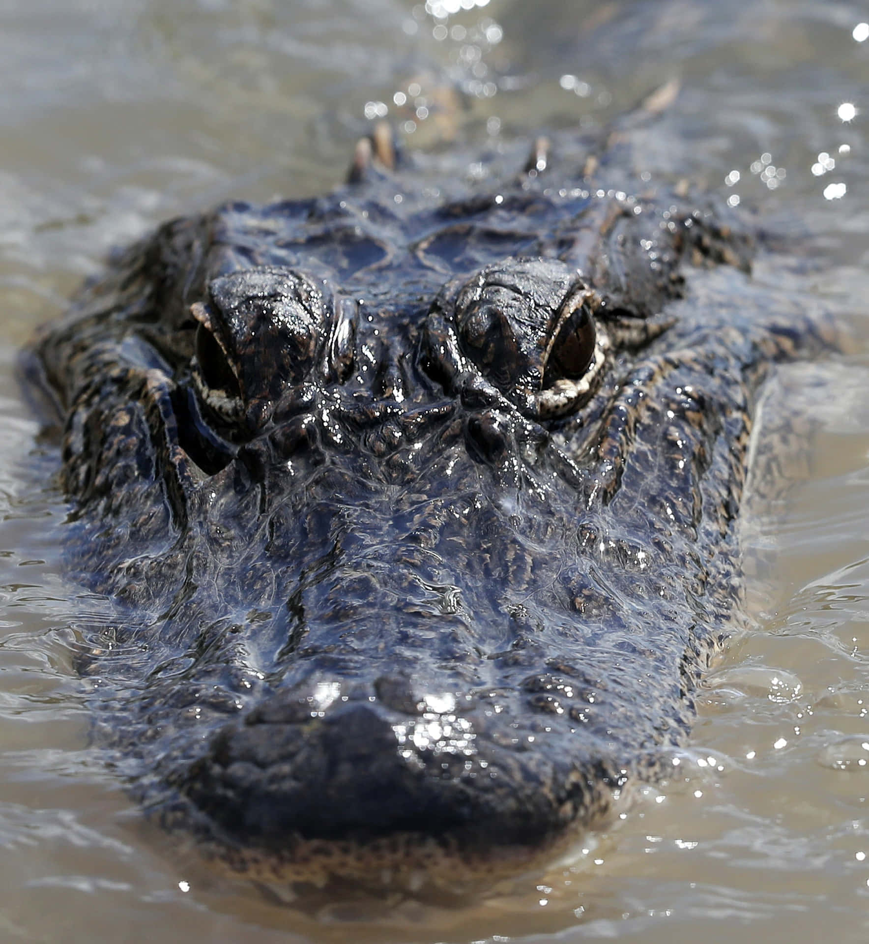 Einneugieriger Amerikanischer Alligator