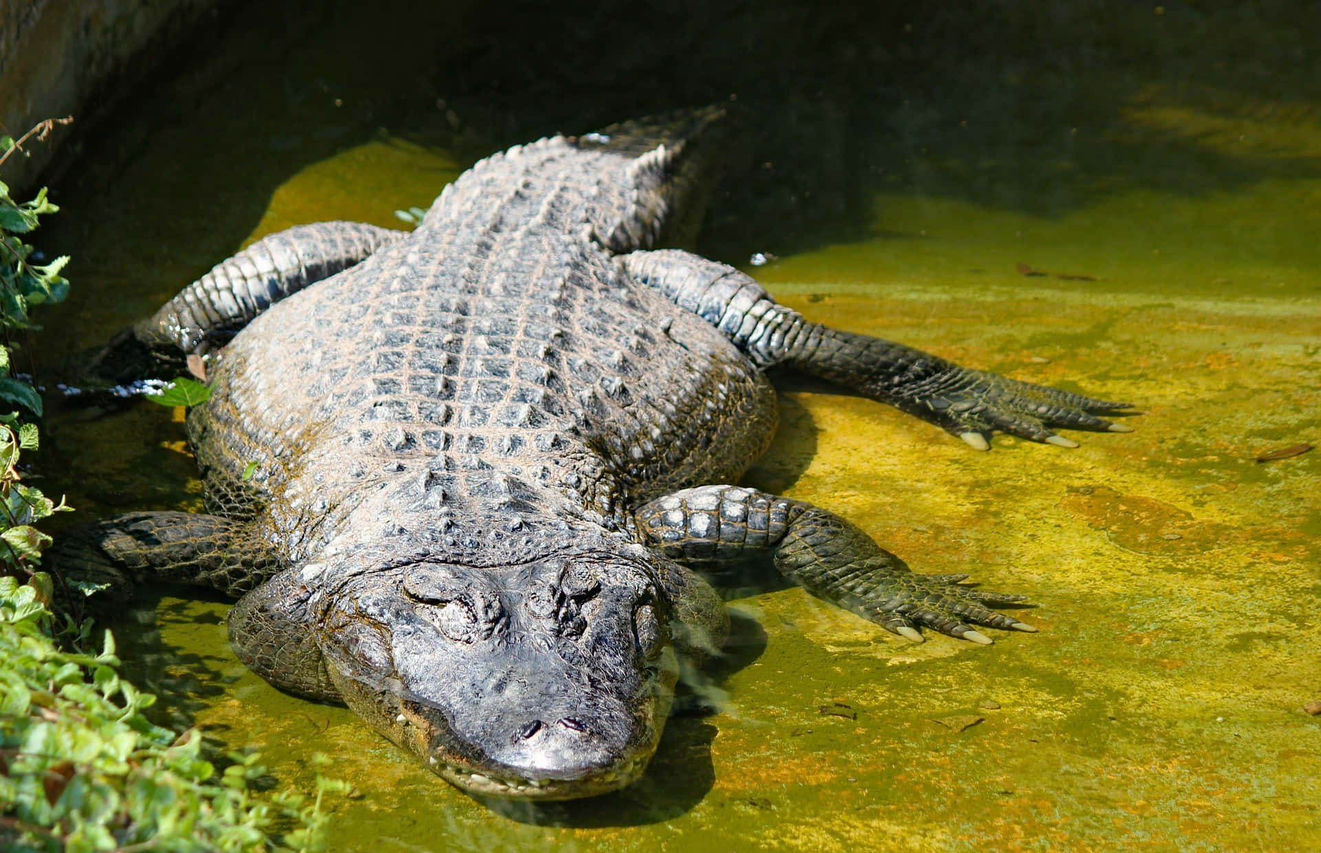 Einspektakuläres Krokodil In Seinem Natürlichen Lebensraum.