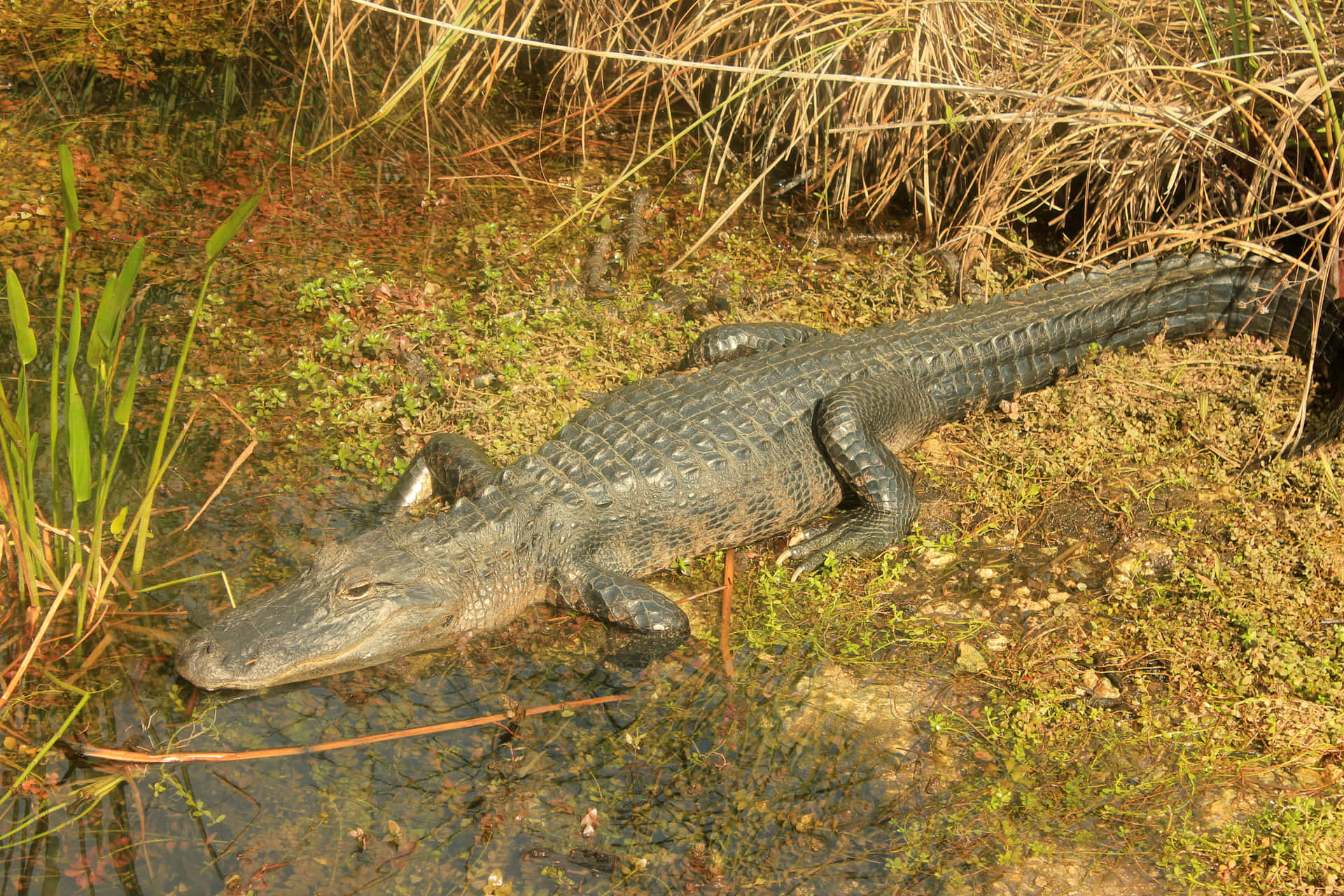 A Close-up View of an Alligator