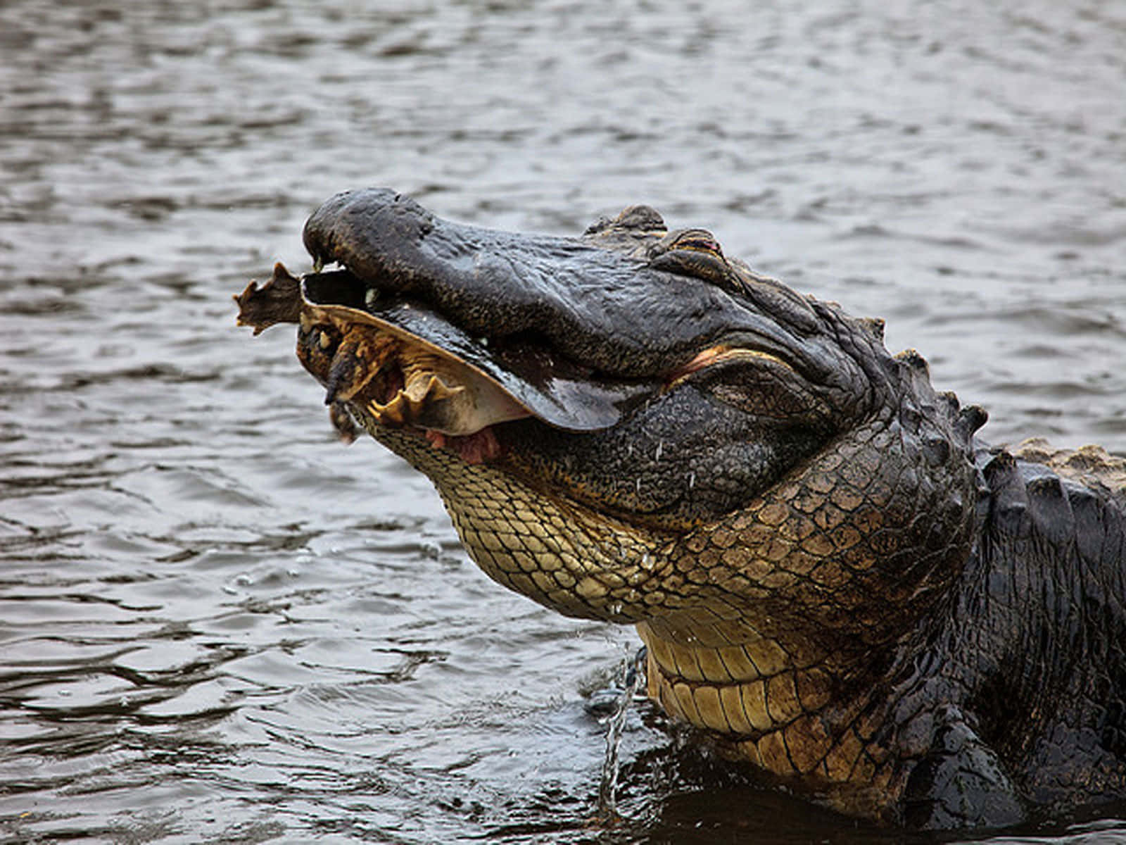 A close up view of a large alligator