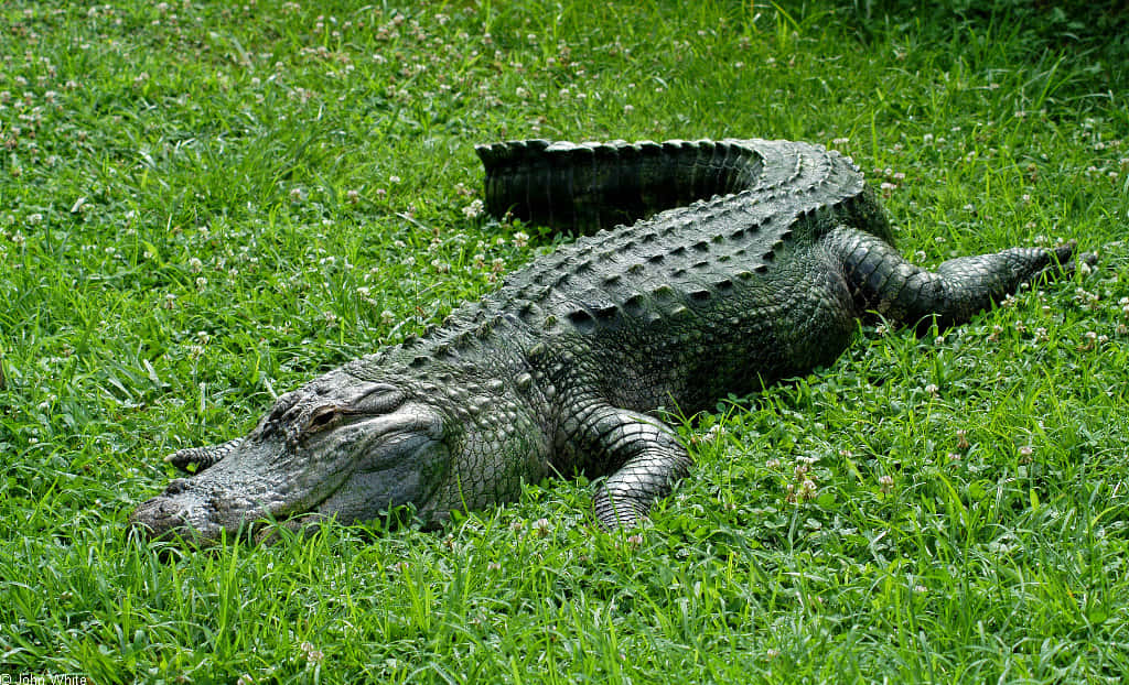 Dunklerund Wilder Alligator.