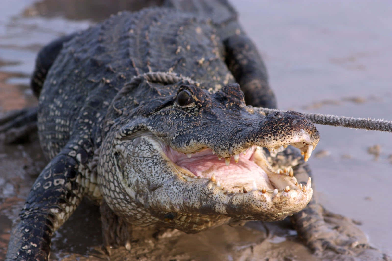 Einstolzer Alligator Schaut Über Einen Sumpf