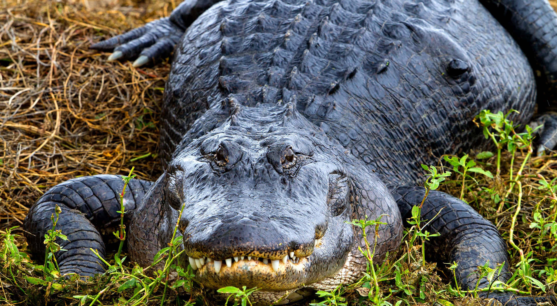 Ennärbild På En Majestätisk Alligator