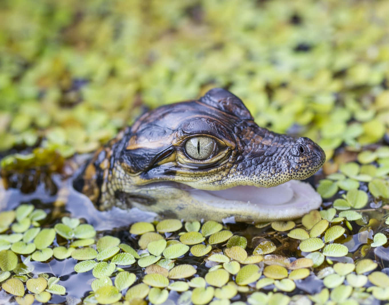 A Close-Up of an Alligator