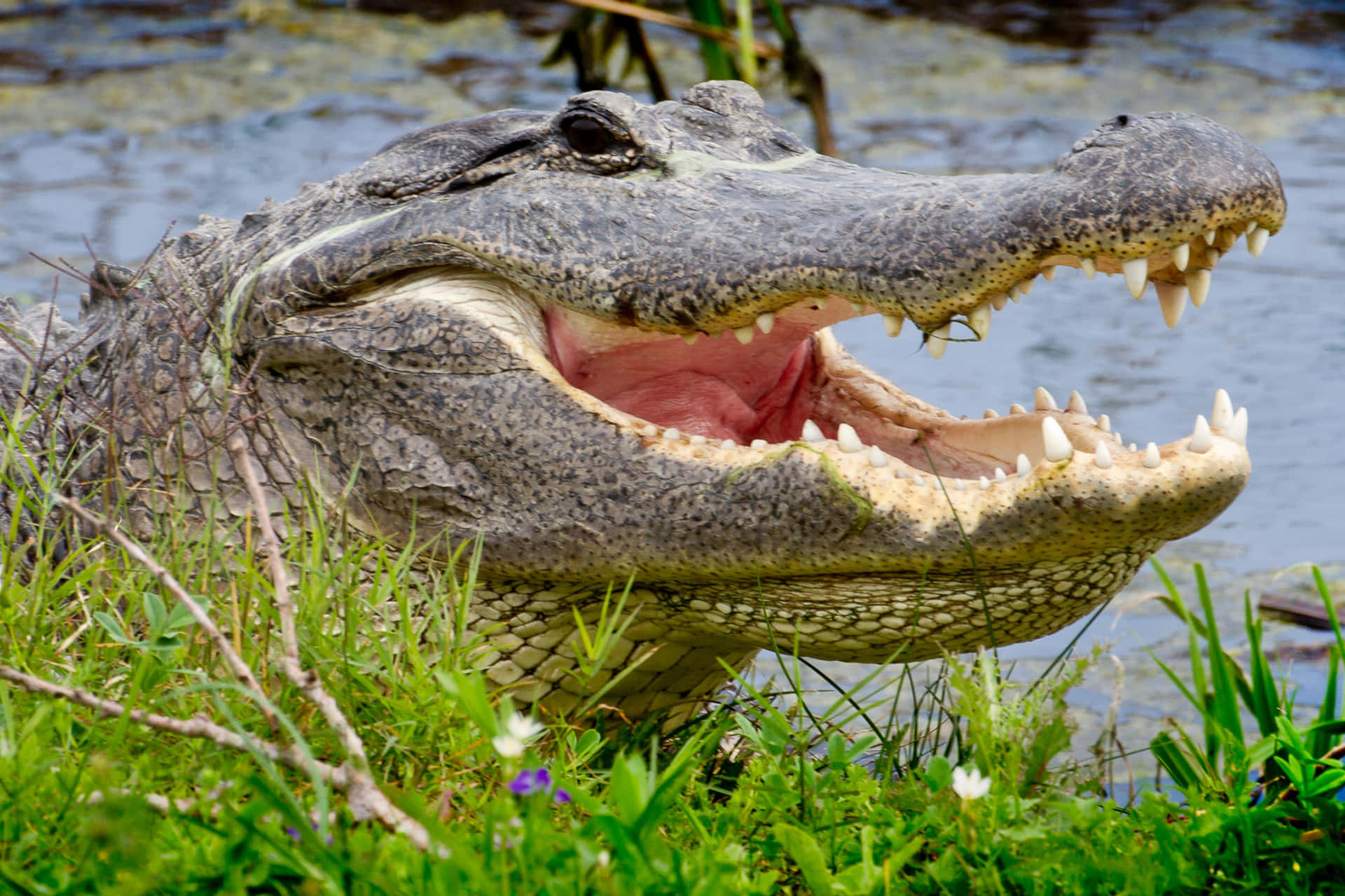 Enimponerande Bild Av En Alligator Som Solar Sig På En Gräsbevuxen Marsk.