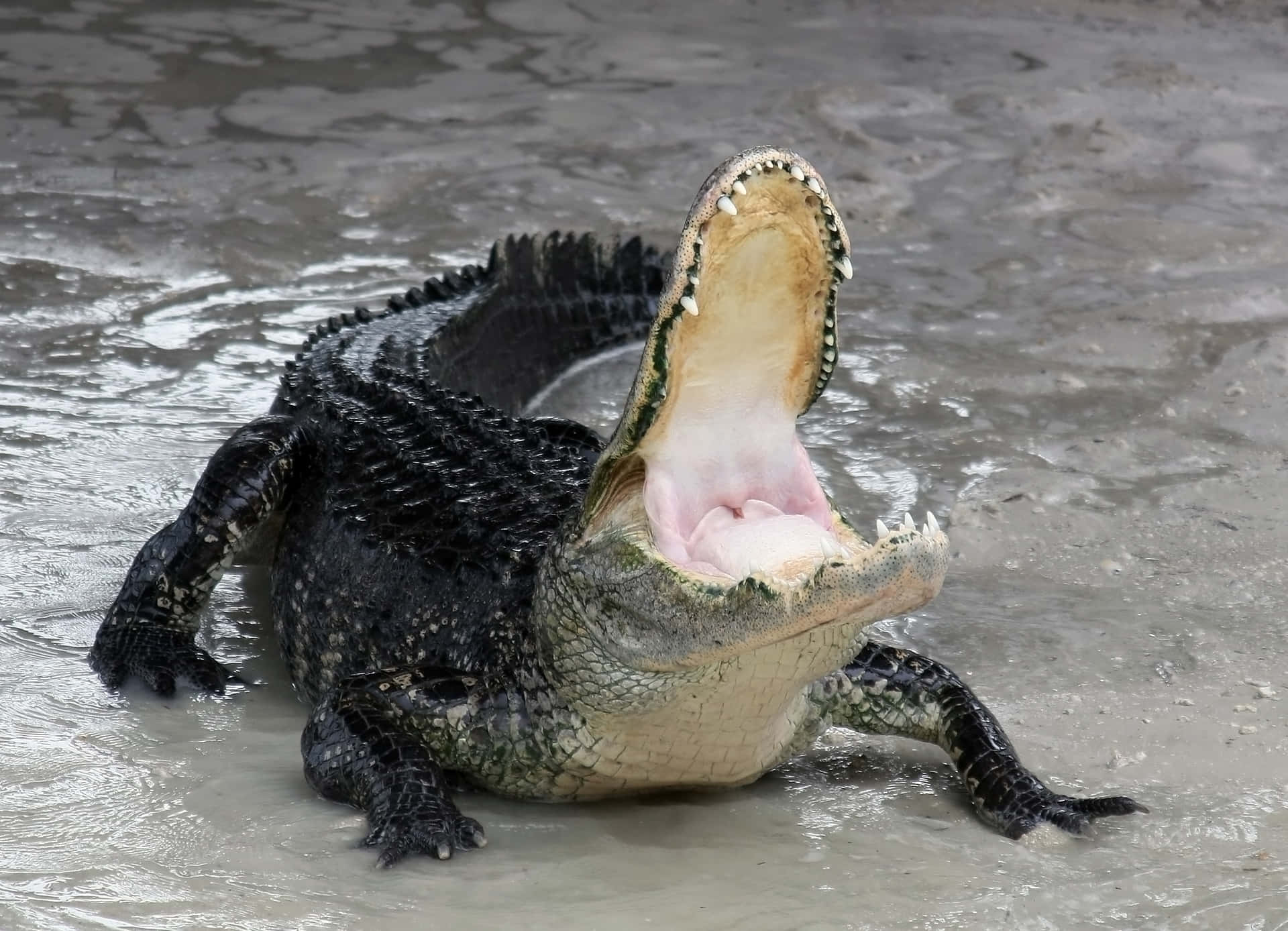 Alligatorsolbadning I Floridas Vådområder.