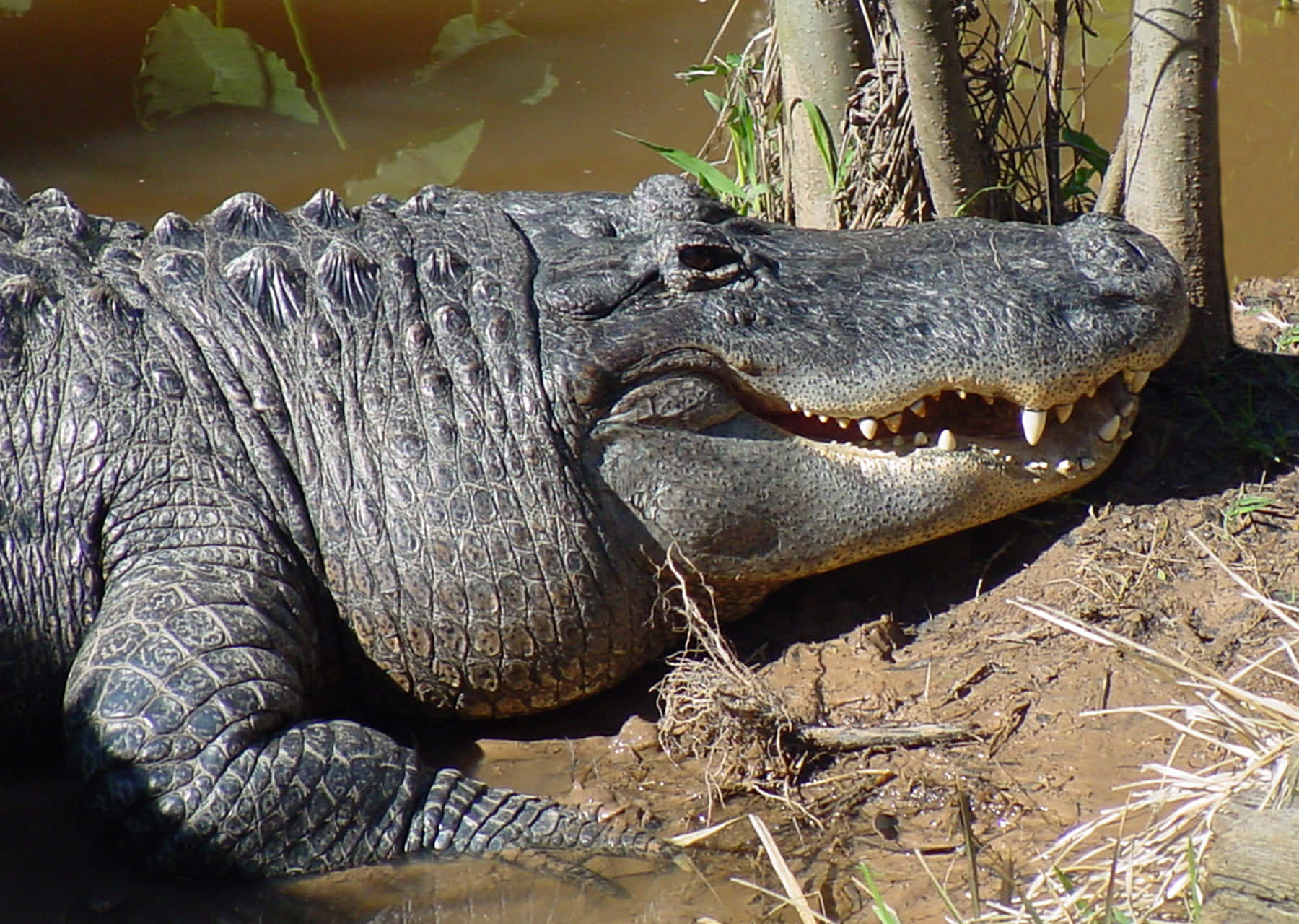 Einalligator Schleicht Durch Die Sümpfe Der Everglades.