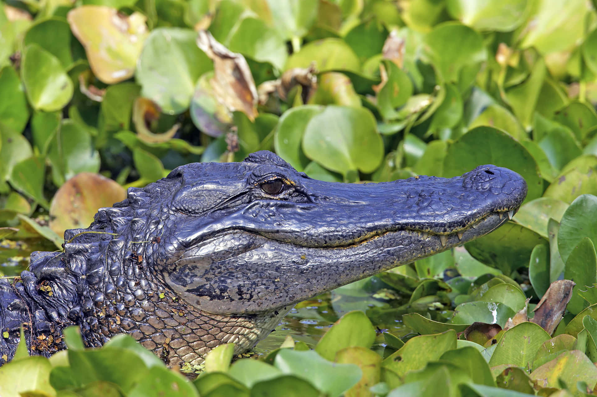 Närbildsbildav En Stor Alligator