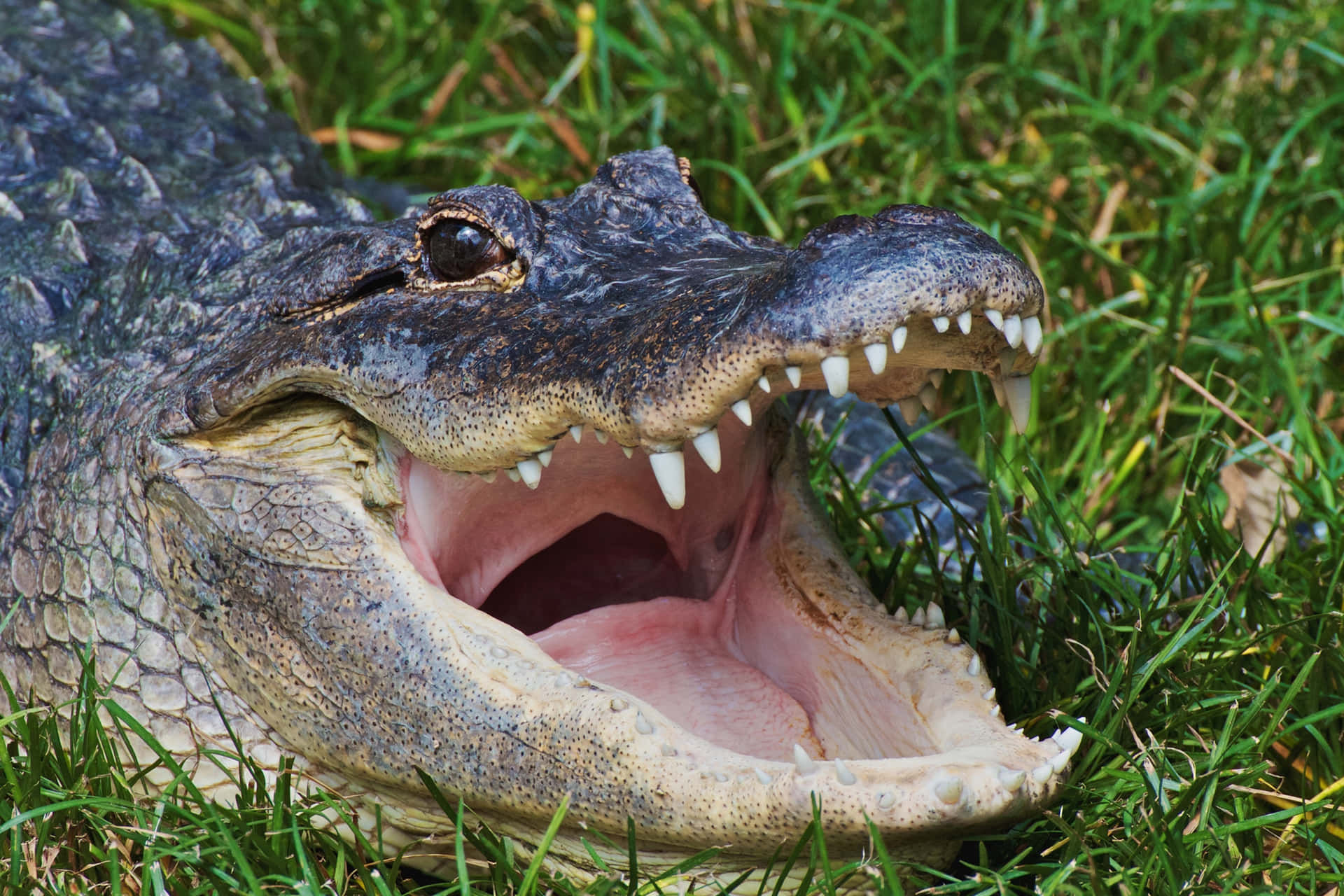Alligatorlauert Im Sumpf