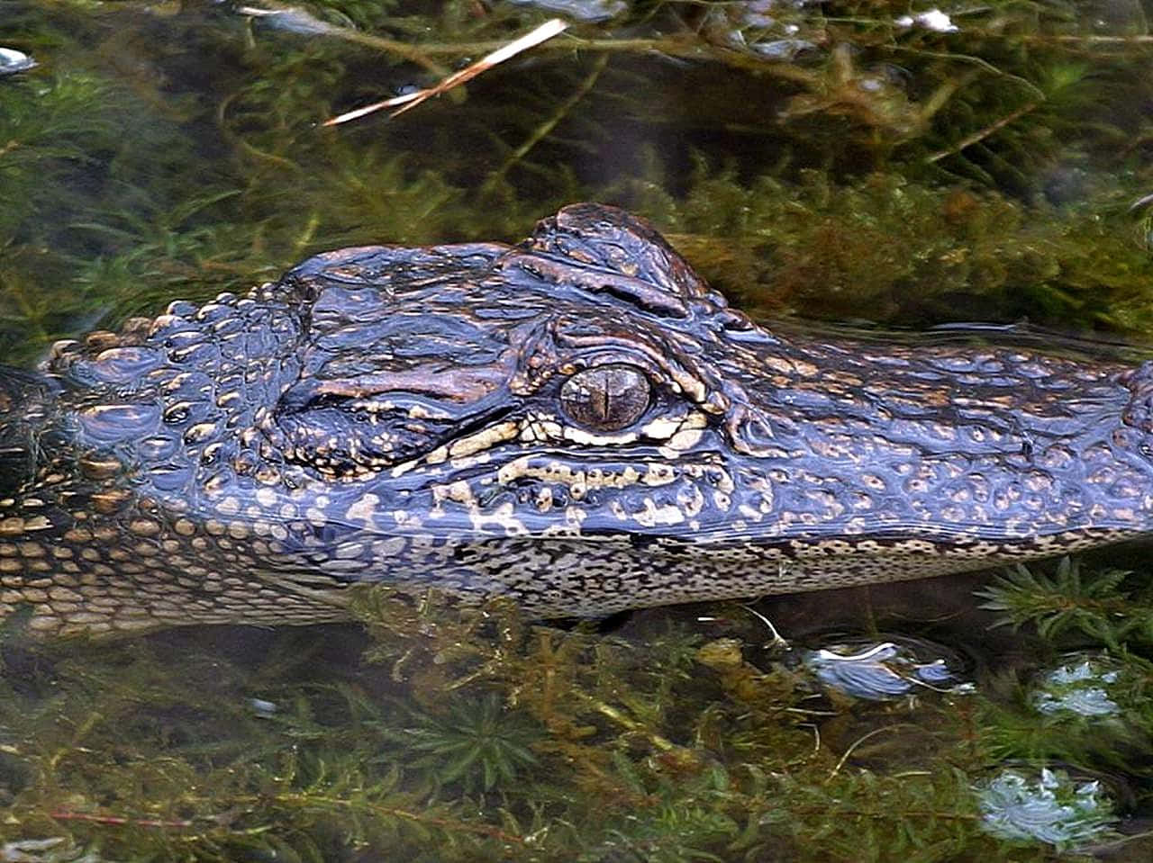 Enintimiderende Alligator Spottet Nær Vådområderne.