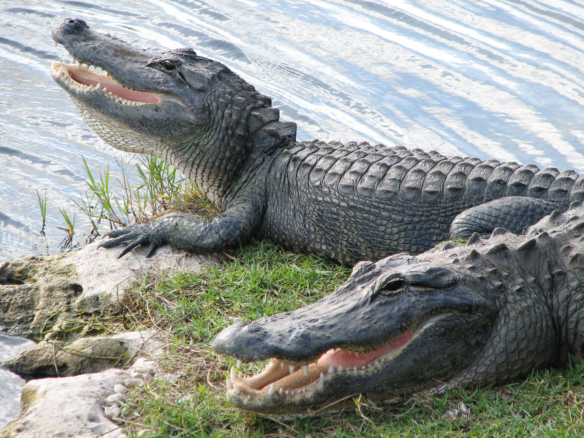 Ennärbild På En Alligator