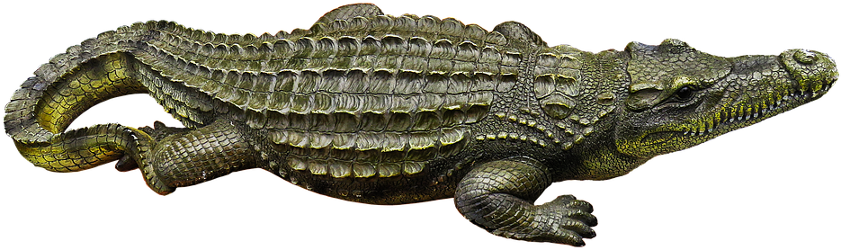 Alligator Profile Isolated PNG