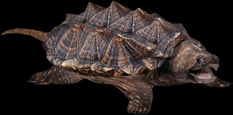Alligator Snapping Turtle Profile PNG