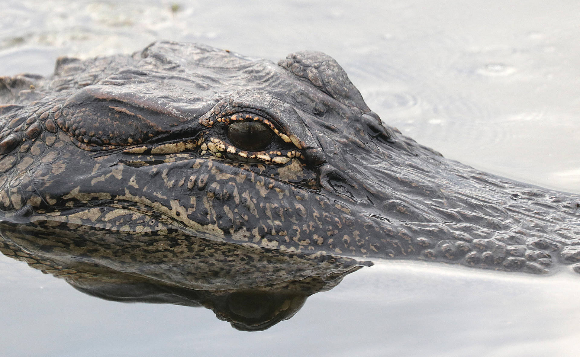Alligator med sorte øjne på en skifer skygge Wallpaper