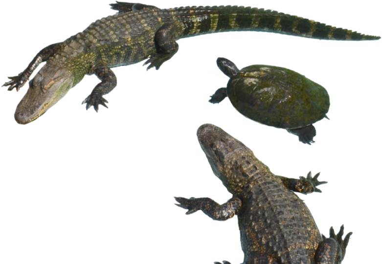 Alligatorsand Turtle Aquatic Reptiles PNG