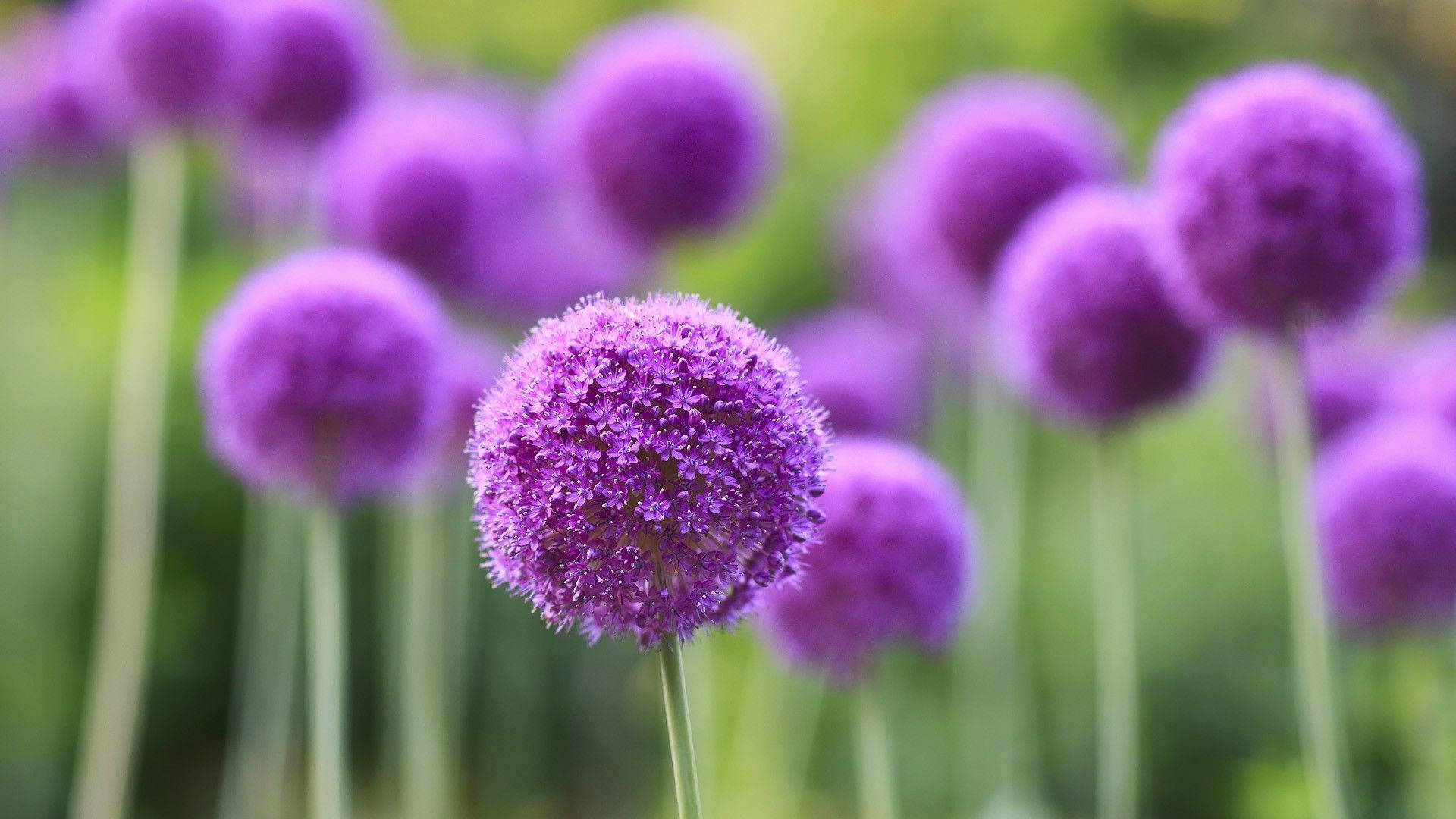 Allium Bulbs Plants Purple Flowers Wallpaper