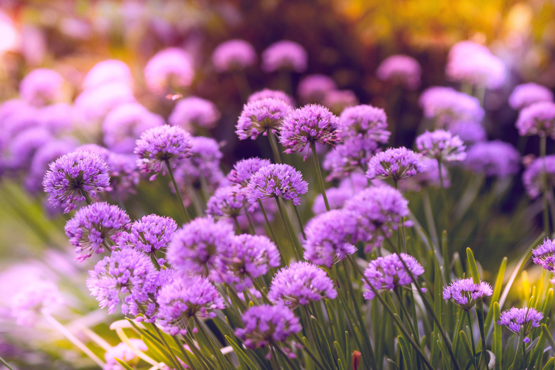 Allium Purple Flower Background