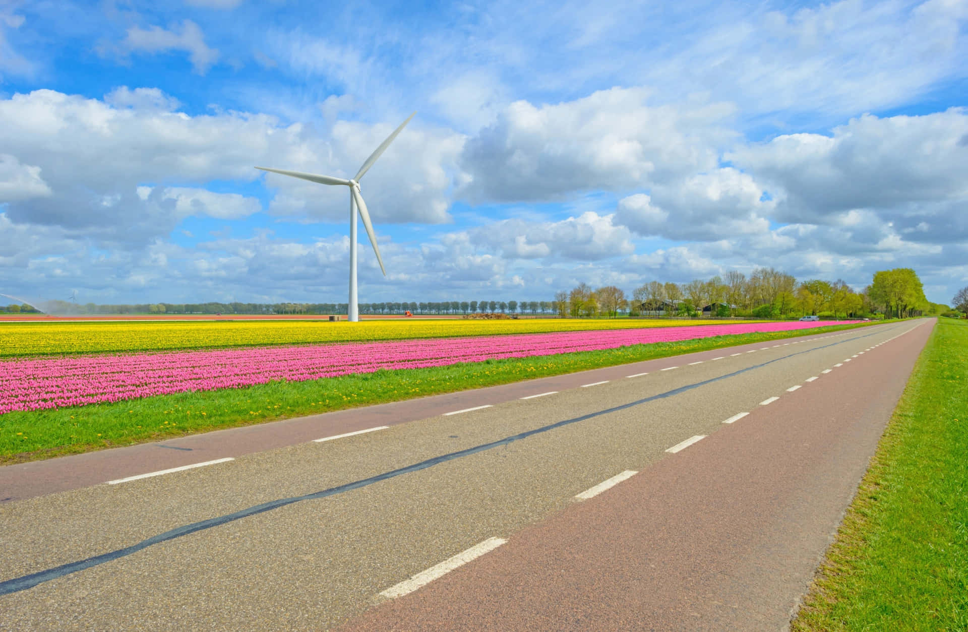 Almere Windmilland Tulip Fields Wallpaper