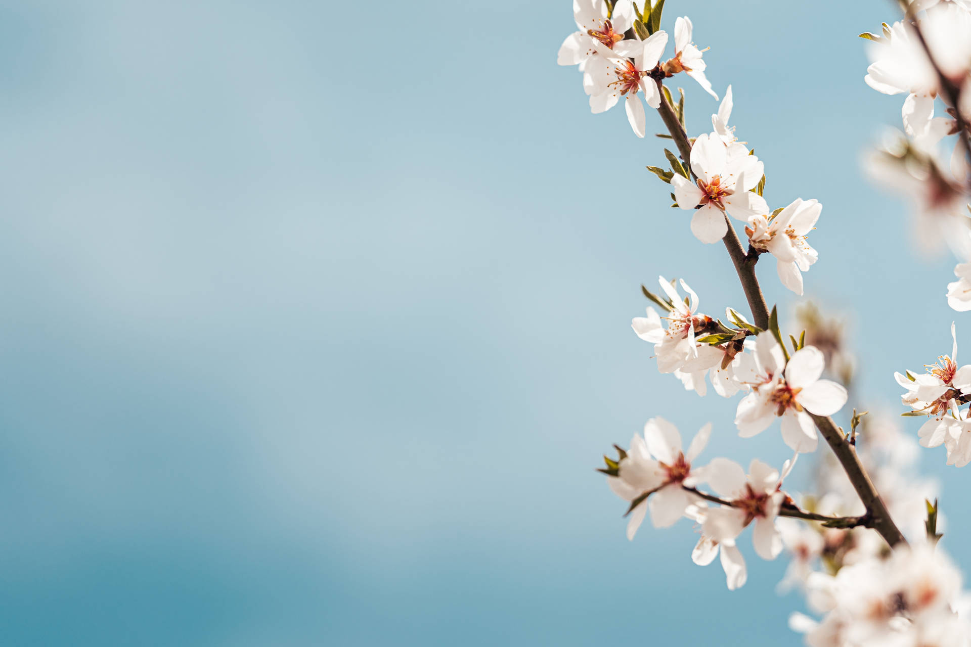 Almond Blossoms Blue Aesthetic Ipad Wallpaper