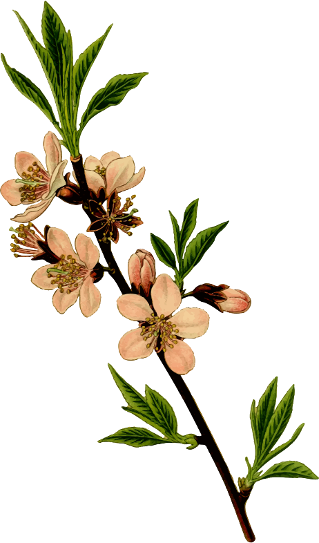 Almond Blossomsand Leaves PNG