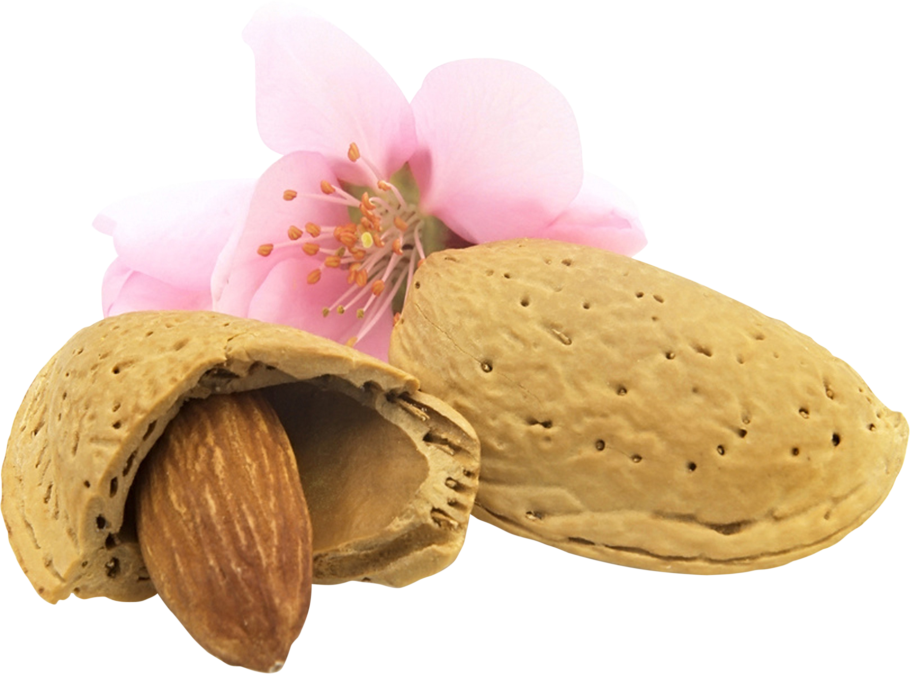 Almond Nutand Blossom PNG