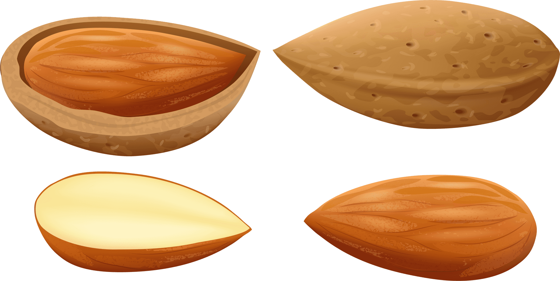 Almond Stages Illustration PNG