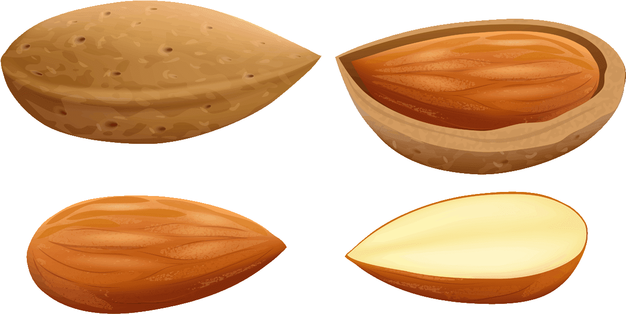 Almond Stages Illustration PNG