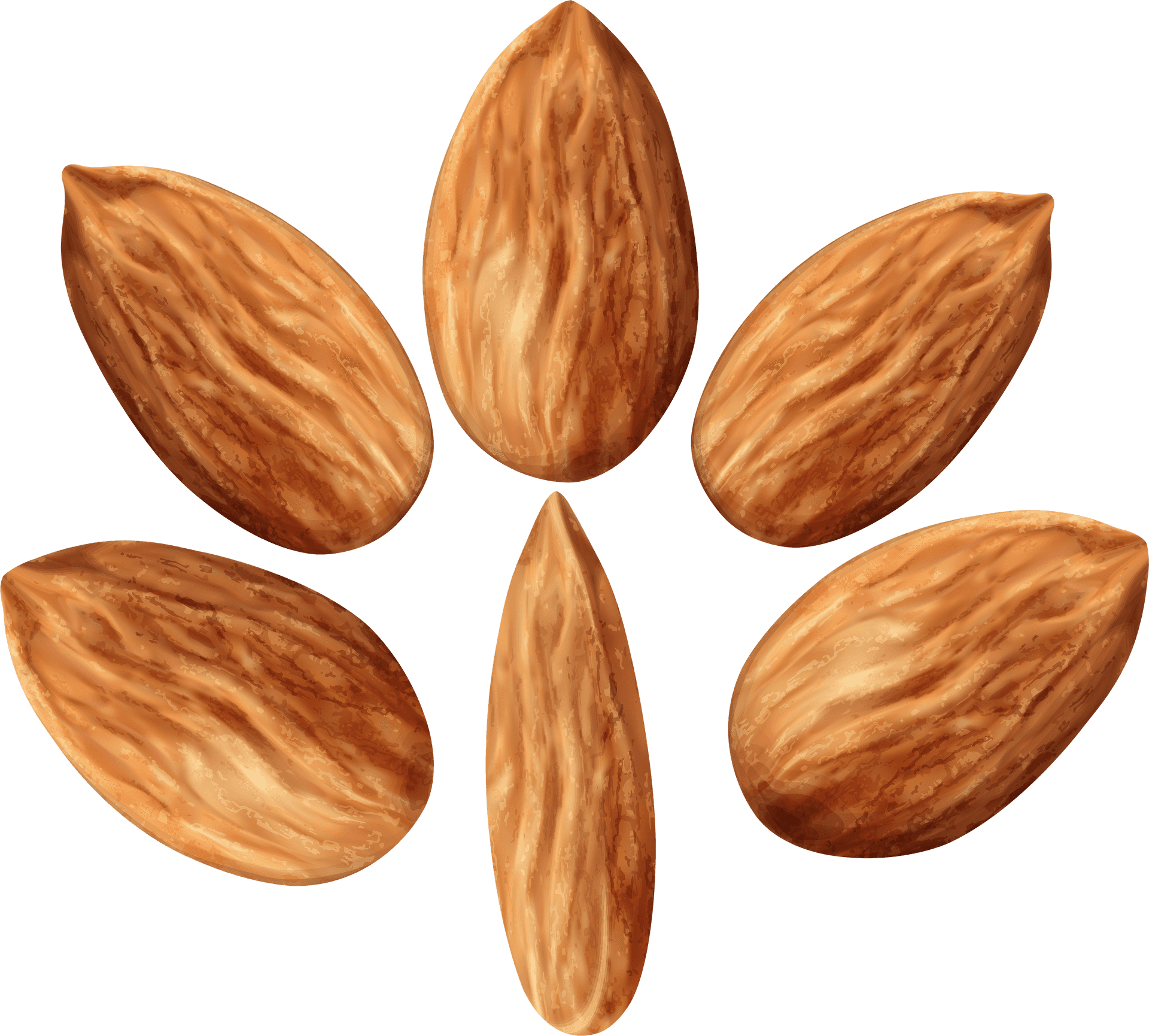 Almonds Cluster Transparent Background PNG