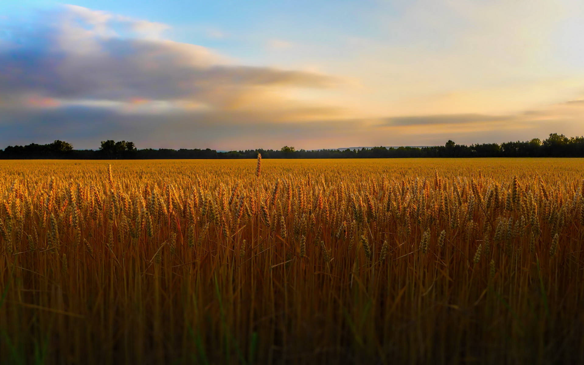 Almost-flat Wheat Field Wallpaper
