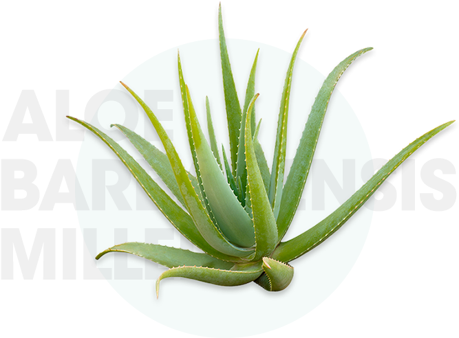 Aloe Barbadensis Miller Plant PNG