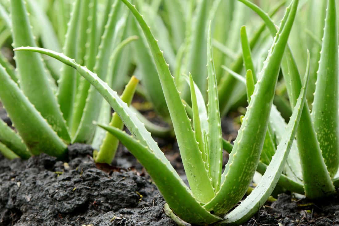 Aloe Vera Plant in its Natural Habitat