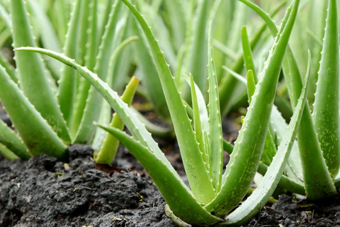 Aloevera 1100 X 734 Bakgrund