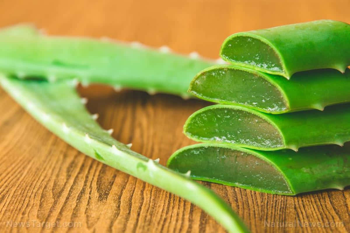 Fresh Aloe Vera plant thriving in its natural habitat