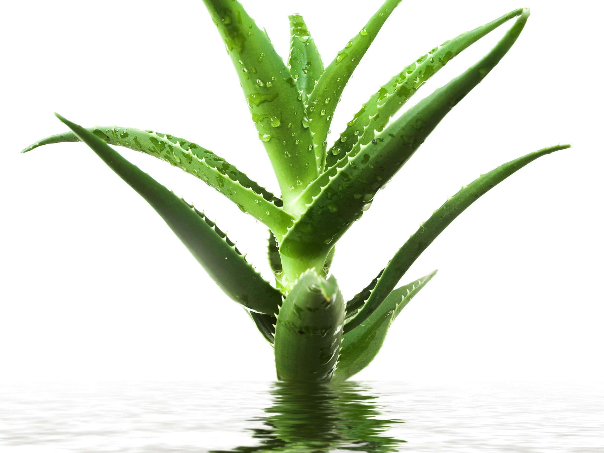 Aloe Vera Plant on Natural Background