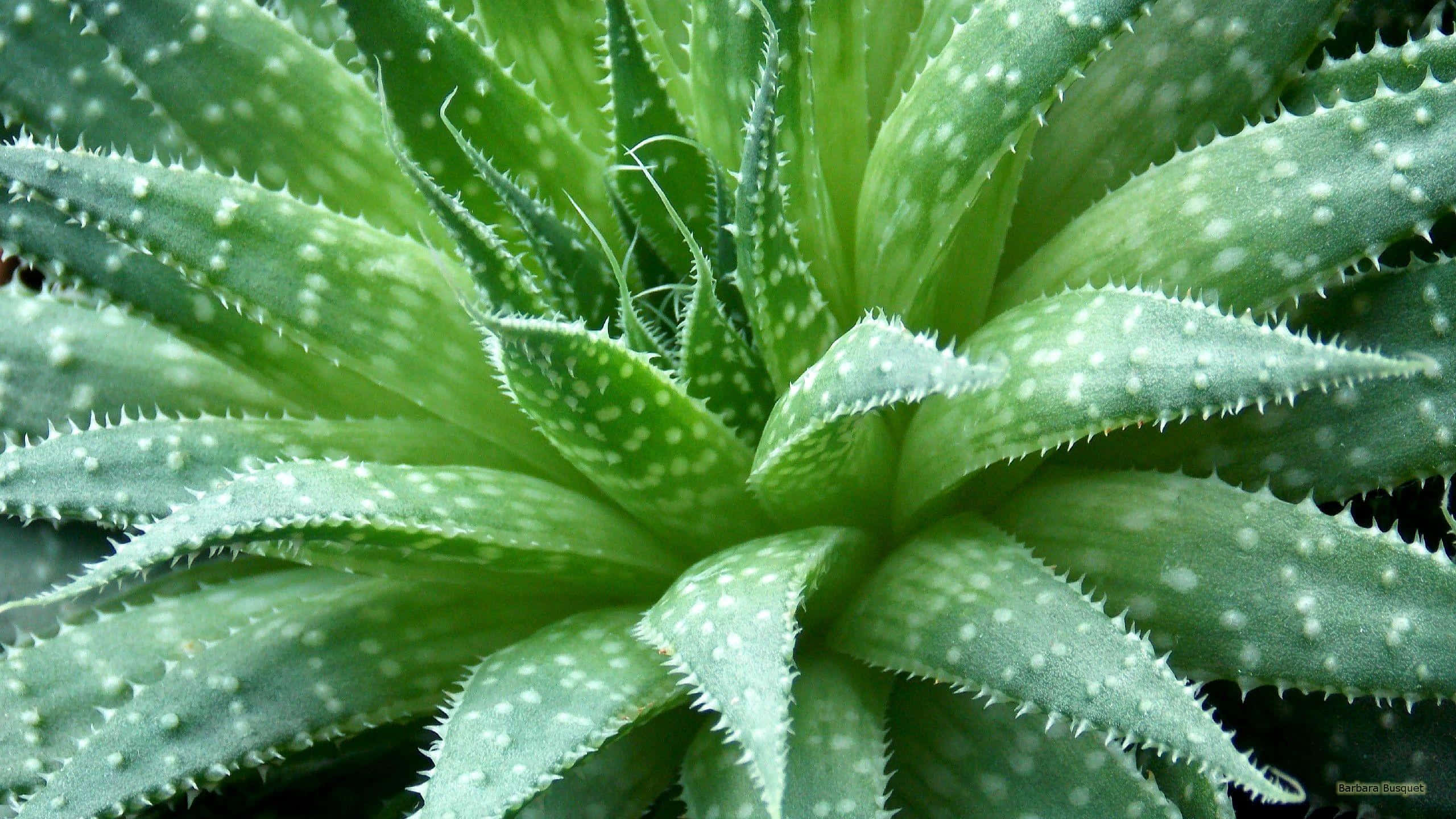 Aloe Vera Plant in Natural Environment