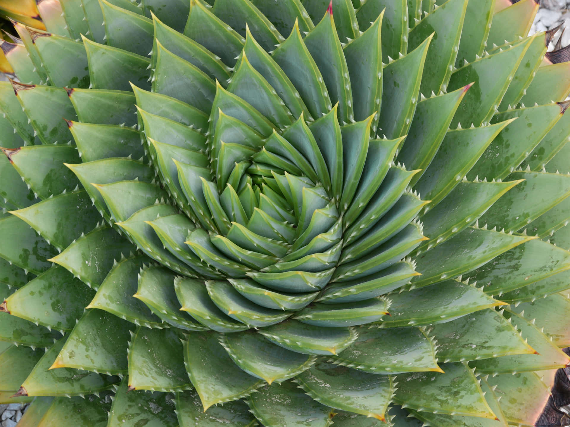 Aloe Vera plants in close-up view