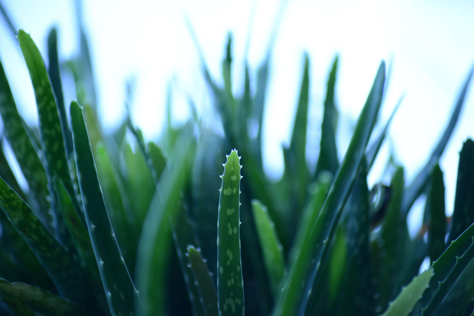 Aloe Vera 7360 X 4912 Background