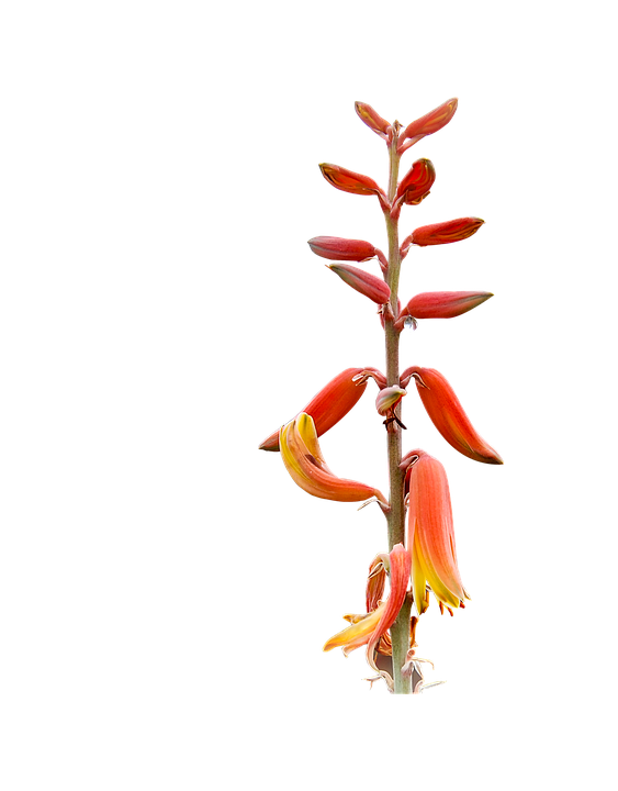 Aloe Vera Blooming Flower PNG