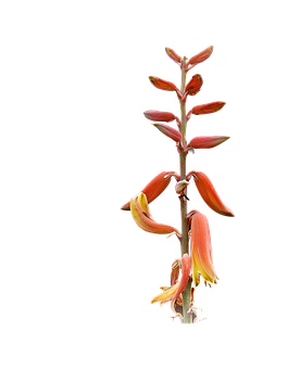 Aloe Vera Blooming Stalk PNG